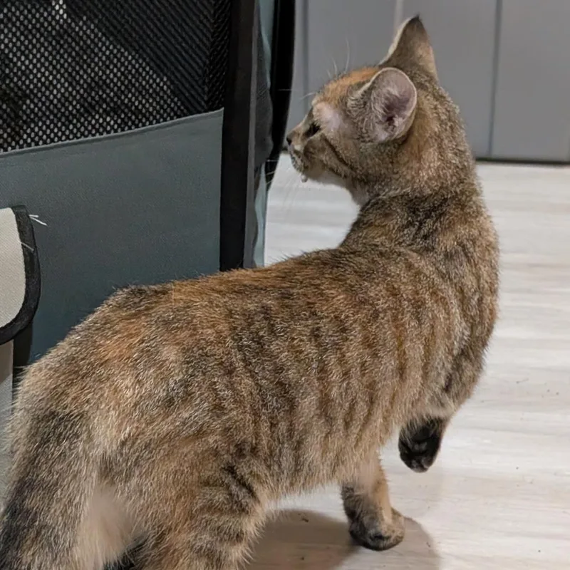 A baby small-sized female Brown / Chocolate Domestic Short Hair cat named Avery for adoption in Roselle, IL