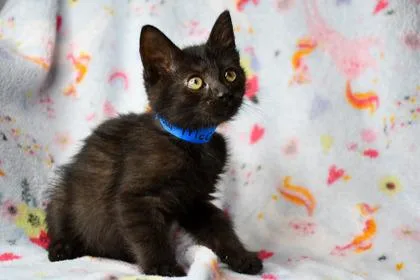 A baby small-sized male Domestic Short Hair cat named Paul McCartney for adoption in Yakima, WA