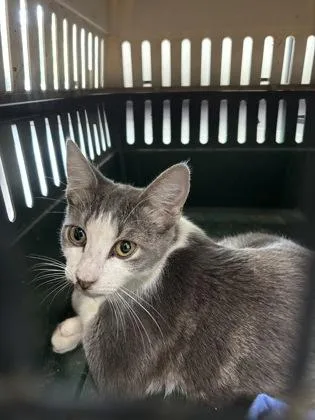 An adult small-sized male Domestic Short Hair cat named 1422-26 for adoption in Cumming, GA