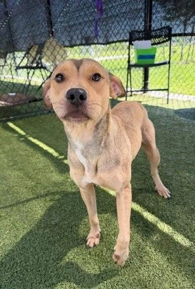 An adult medium-sized female Terrier dog named Carolina for adoption in Bloomfield, CT
