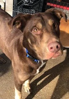 A young large-sized male Brown / Chocolate Doberman Pinscher dog named Arnold Palmer for adoption in Dallas, TX