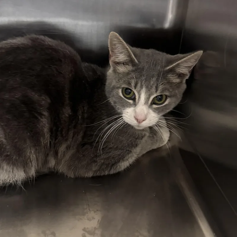 An adult small-sized male Gray / Blue / Silver Domestic Short Hair cat named Bird for adoption in Marion, VA