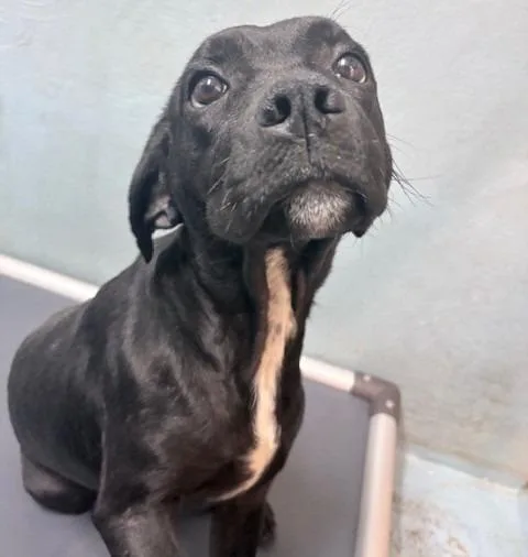Max