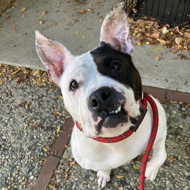 An adult medium-sized female White / Cream Pit Bull Terrier dog named Gabby for adoption in Providence, RI