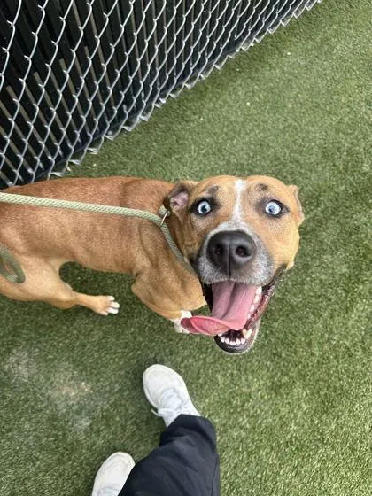 An adult medium-sized female Mixed Breed dog named Mattie for adoption in Lafayette, IN