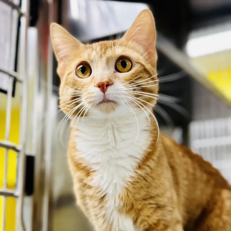 A young medium-sized male Orange / Red Domestic Short Hair cat named Starlord for adoption in Jackson, NJ