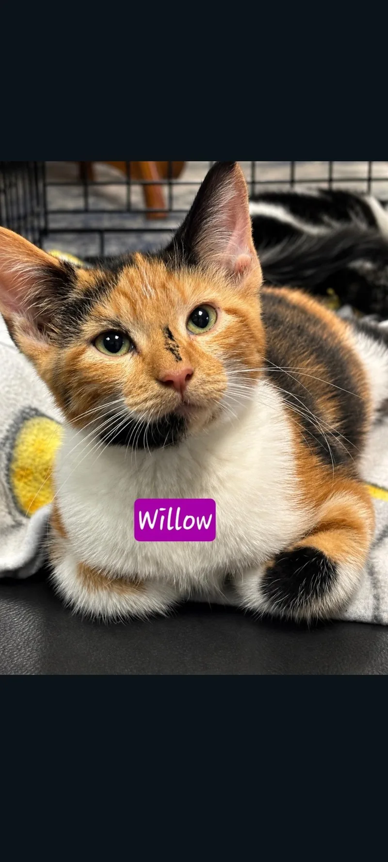 Willow