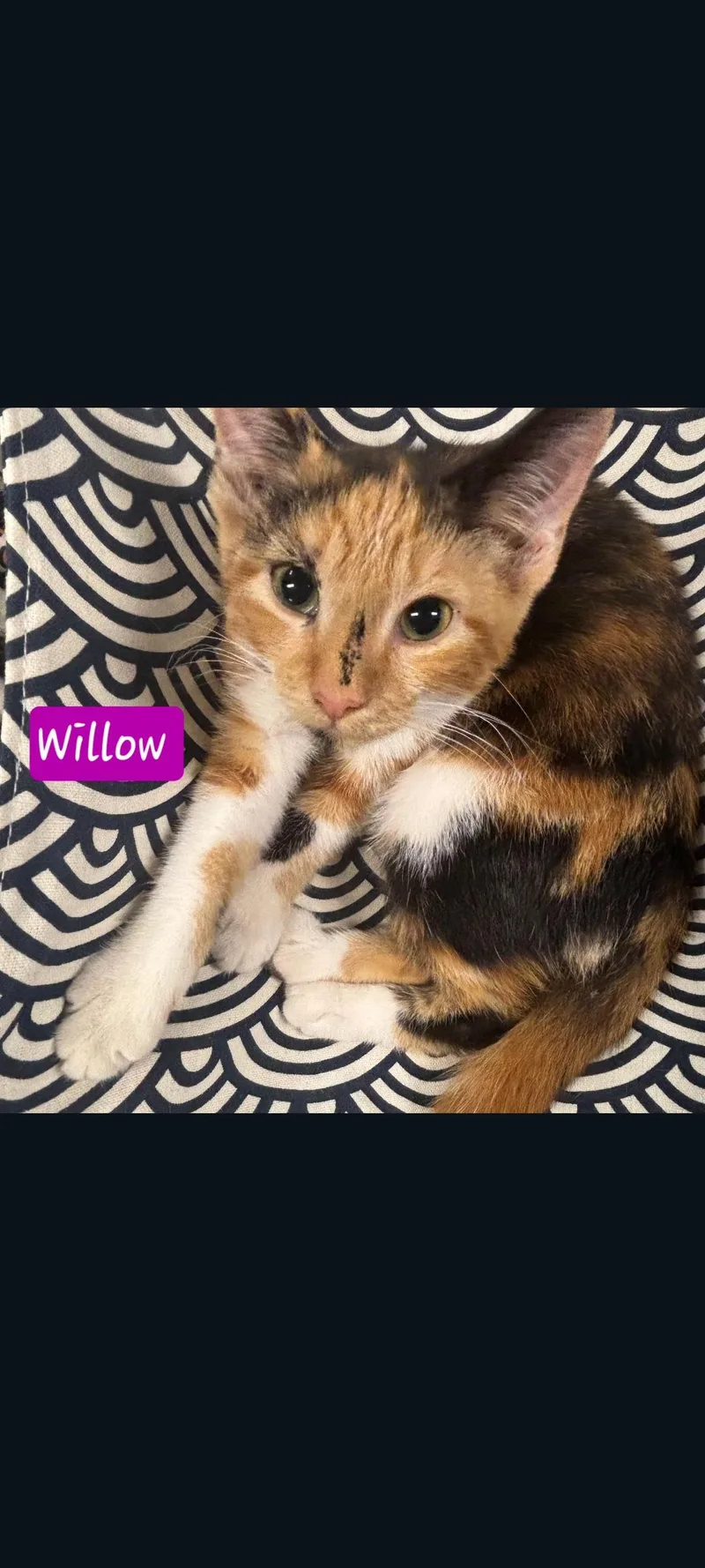 Willow thumbnail 2