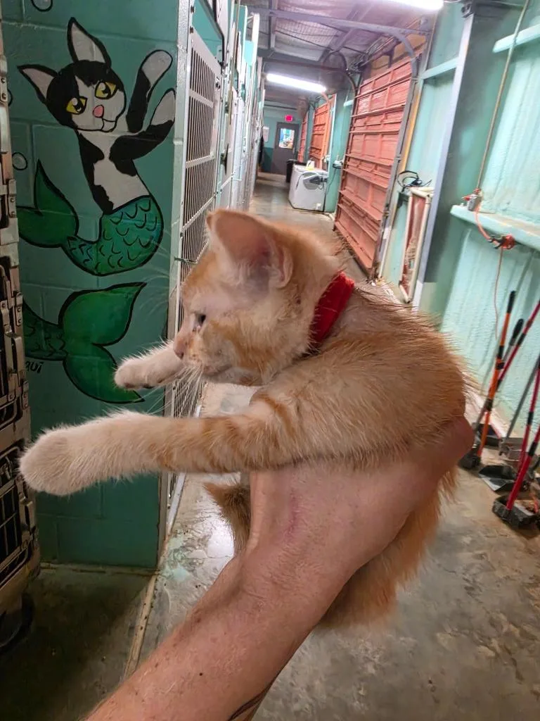 A baby medium-sized female Domestic Short Hair cat named Banshee for adoption in Rockport, TX