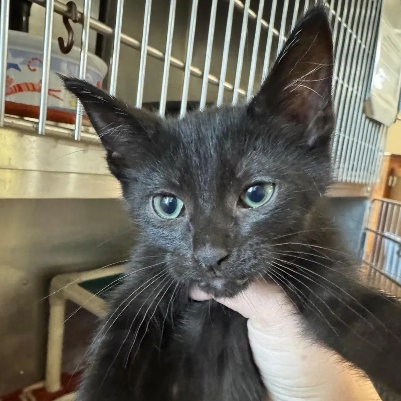 A baby small-sized female Black Domestic Short Hair cat named Nan for adoption in Pekin, IL