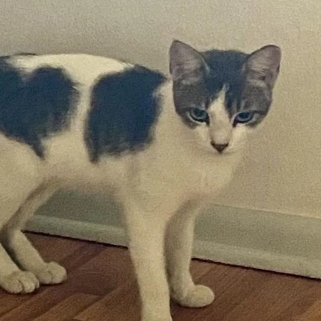 A young medium-sized male Gray / Blue / Silver Domestic Short Hair cat named Sylvio for adoption in Austin, TX