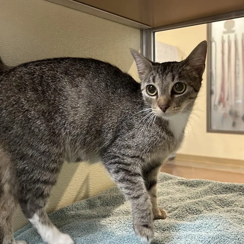 A young medium-sized female Brown / Chocolate Domestic Short Hair cat named Boba for adoption in Lynchburg, VA