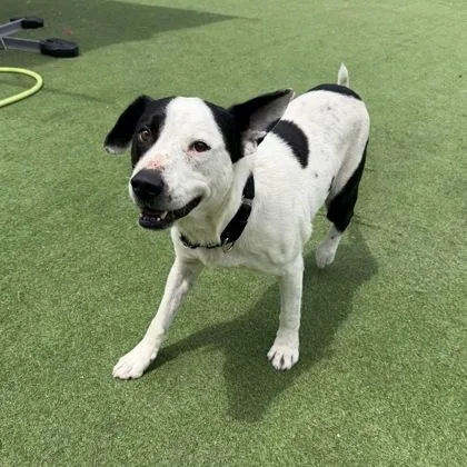 An adult medium-sized male Mixed Breed dog named Roulette for adoption in Farmers Branch, TX