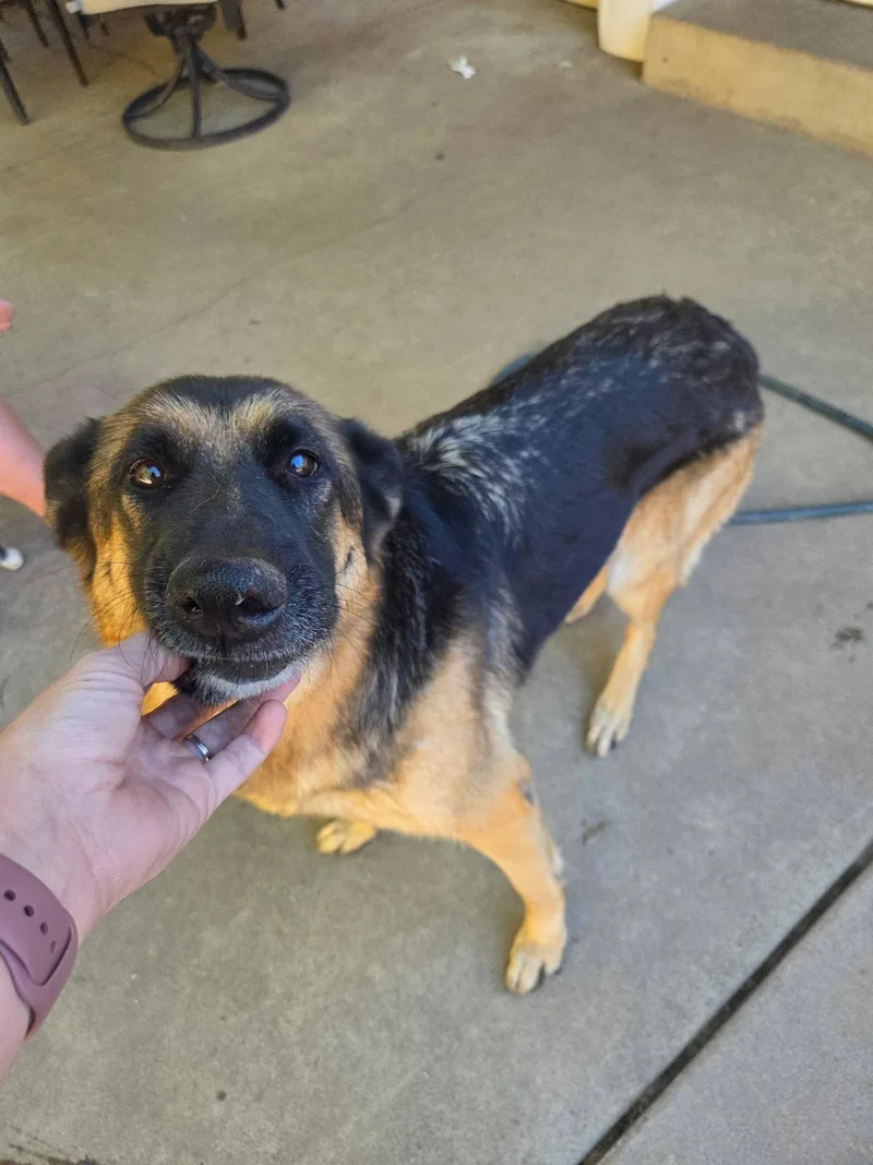 An adult medium-sized female German Shepherd Dog dog named Snickers for adoption in Midway, UT