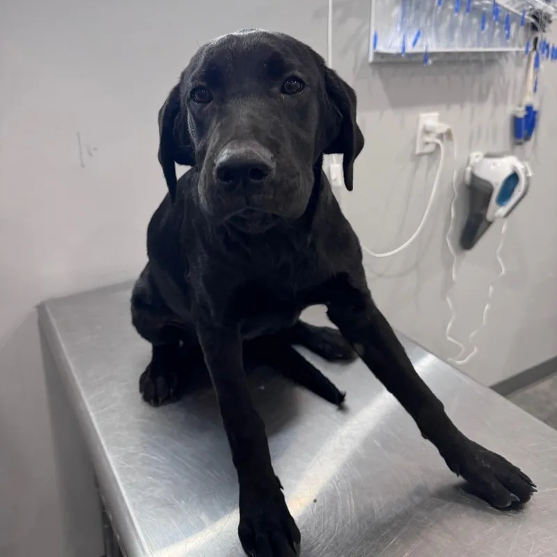 A baby large-sized male Black Labrador Retriever dog named Moe for adoption in Fairmont, WV