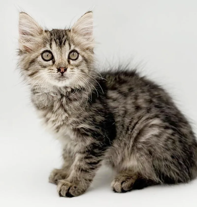 A baby small-sized female Tabby (Brown / Chocolate) Maine Coon cat named Cora is a teeny for adoption in Bedford Hills, NY