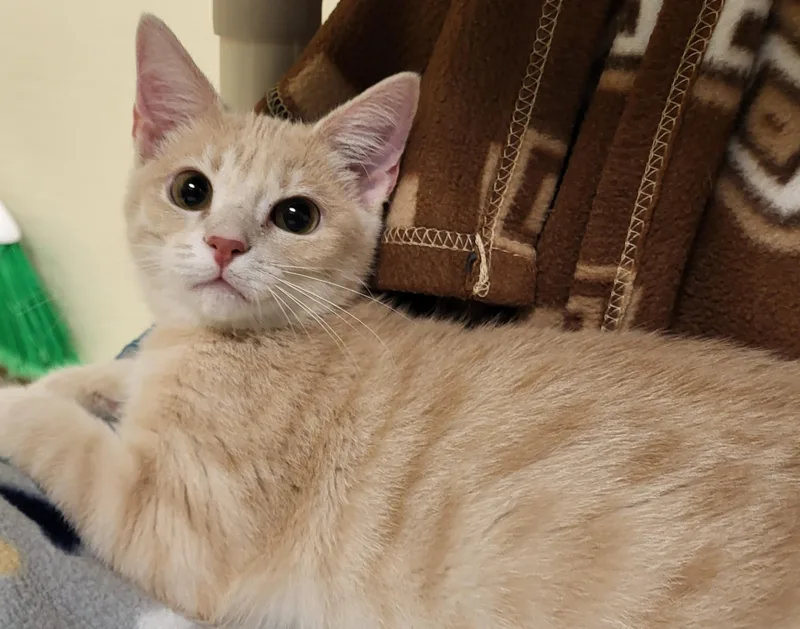 A baby medium-sized female Tabby (Buff / Tan / Fawn) Domestic Short Hair cat named Rojo for adoption in Grayslake, IL