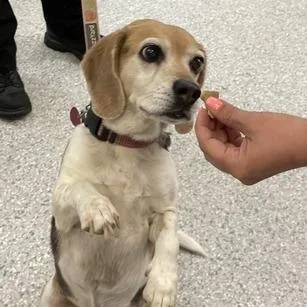 A senior medium-sized female Brown / Chocolate Beagle dog named Finley for adoption in Enfield, NH