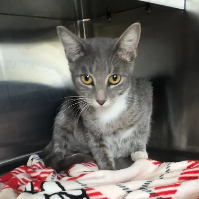 A baby medium-sized female Gray / Blue / Silver Domestic Short Hair cat named Widow for adoption in Manhattan, KS