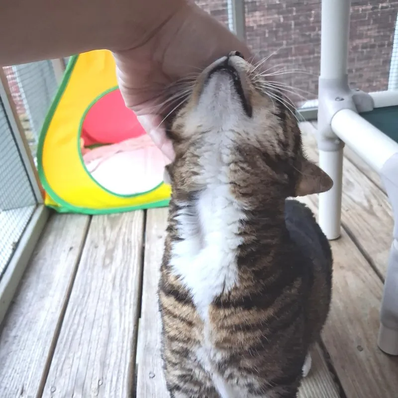 Dolly thumbnail 5