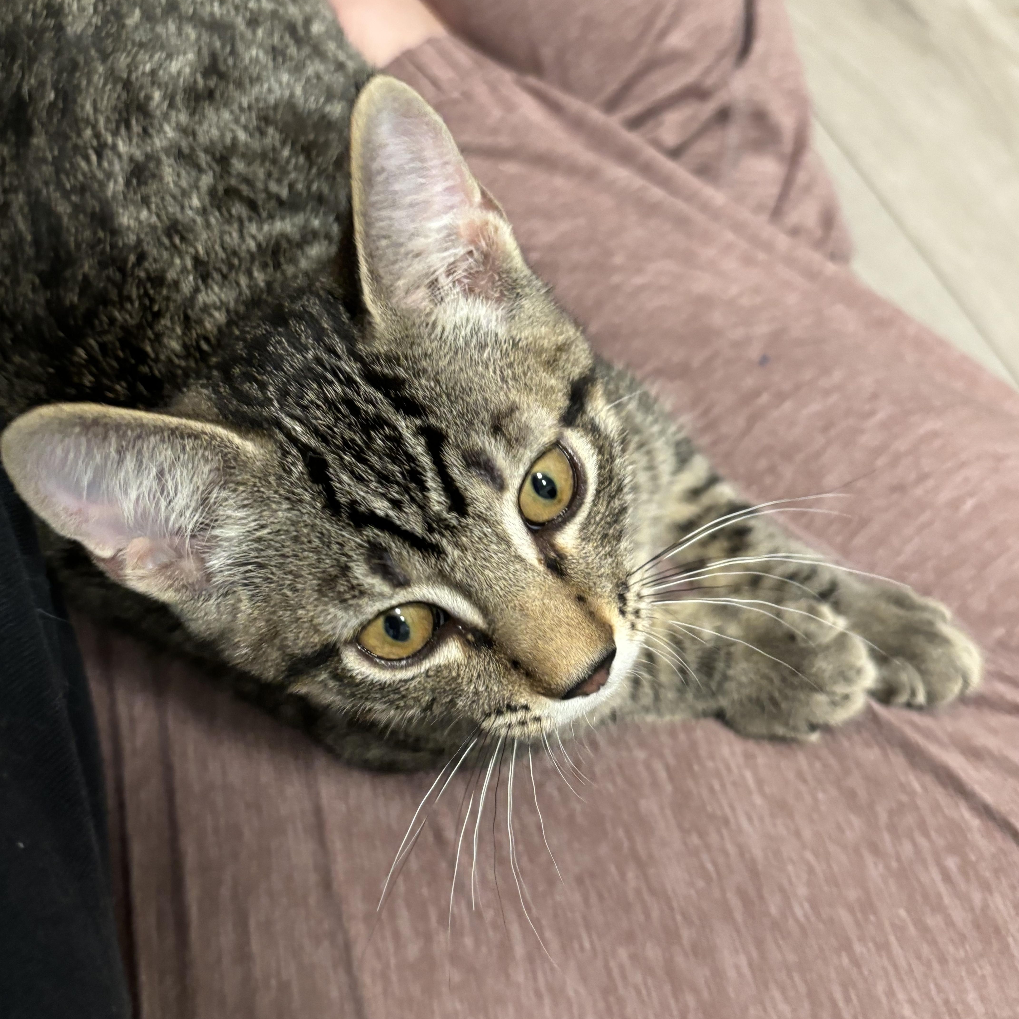 A baby medium-sized male Tabby (Brown / Chocolate) Domestic Short Hair cat named Sherlock Holmes so social for adoption in Portland, OR