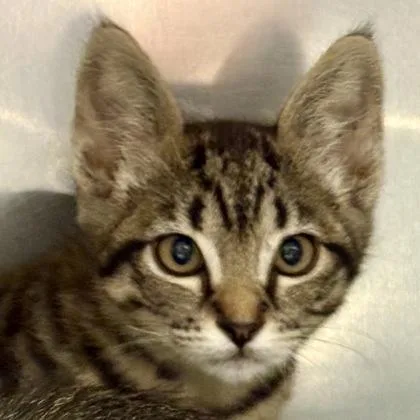 A baby small-sized female Domestic Short Hair cat named Fortune for adoption in Sacramento, CA