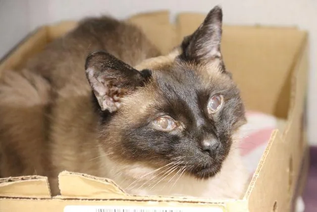 A senior small-sized male Siamese cat named Twitch for adoption in Tucson, AZ