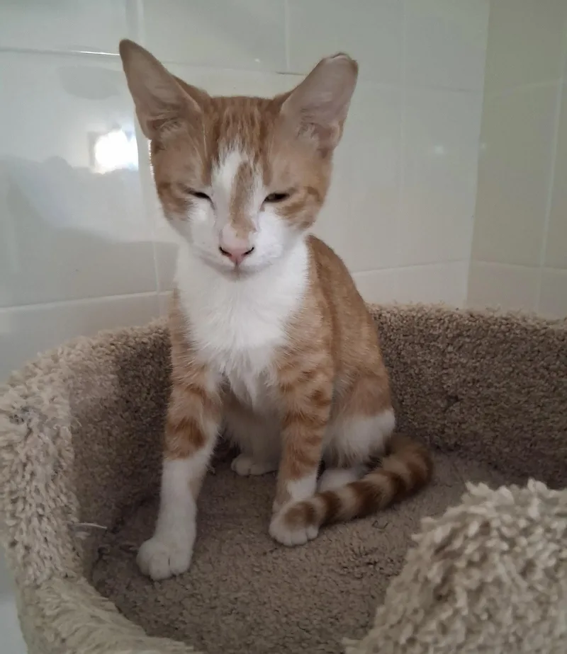 A baby medium-sized male Orange & White Domestic Short Hair cat named Tobias for adoption in Oviedo, FL