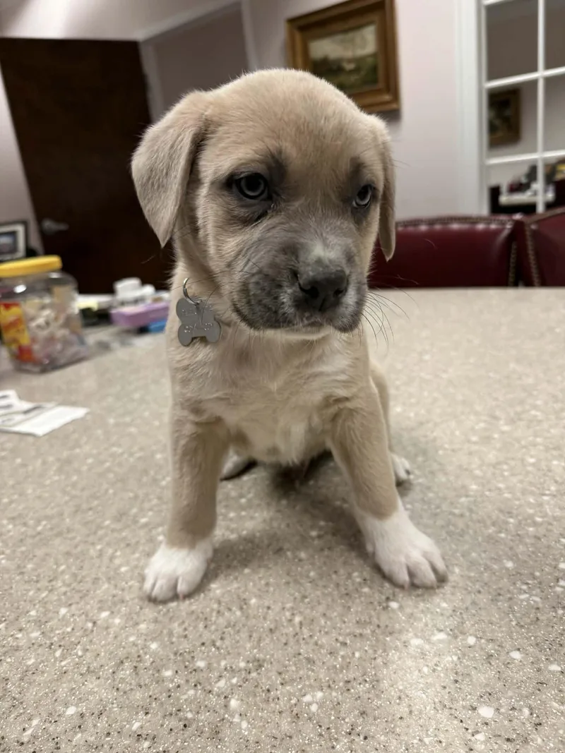 Buttercup thumbnail 3