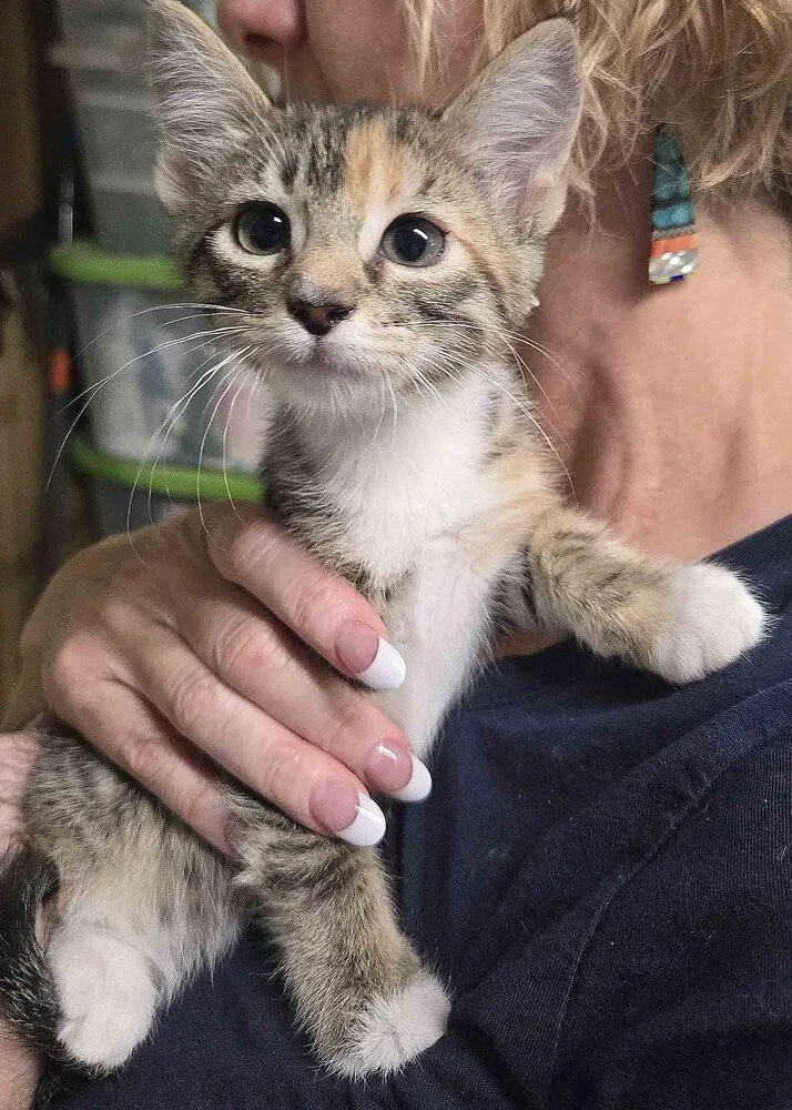 A baby small-sized female Domestic Long Hair cat named Ruby for adoption in Broomfield, CO