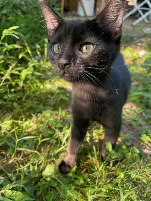 A baby small-sized female Gray / Blue / Silver Domestic Short Hair cat named Chloe for adoption in Ellicott City, MD
