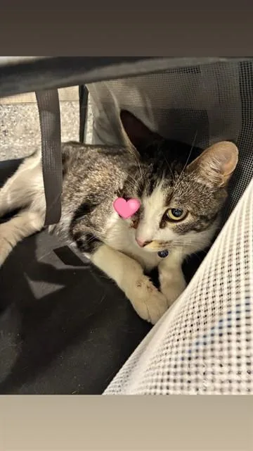 A young medium-sized female Domestic Short Hair cat named Jj for adoption in Brighton, CO