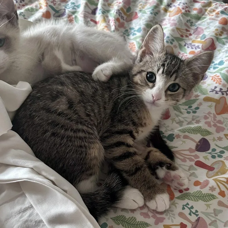 A baby medium-sized female Domestic Short Hair cat named Savannah for adoption in Candler, NC
