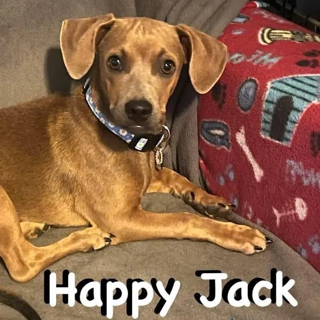 A baby small-sized male Dachshund dog named Happy Jack for adoption in Carrollton, TX