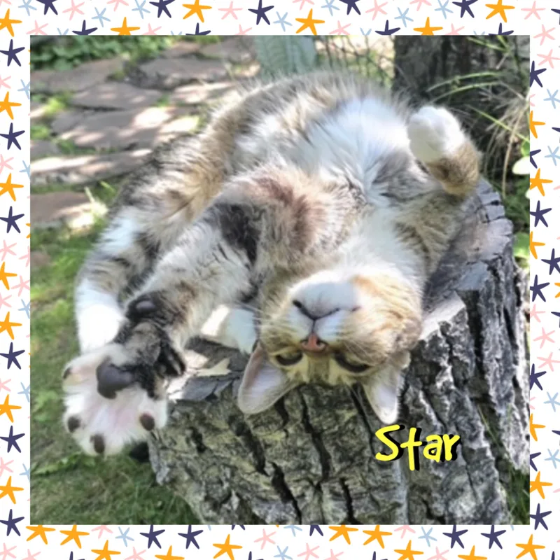 Star