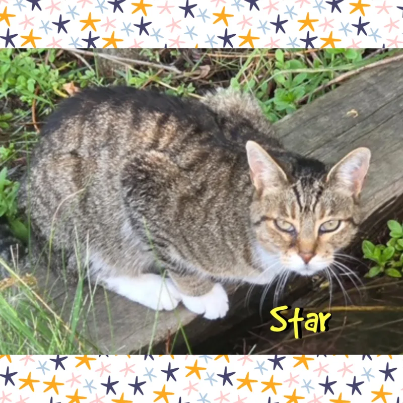 Star thumbnail 2