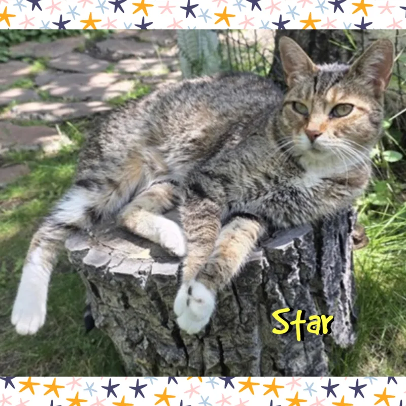 Star thumbnail 3