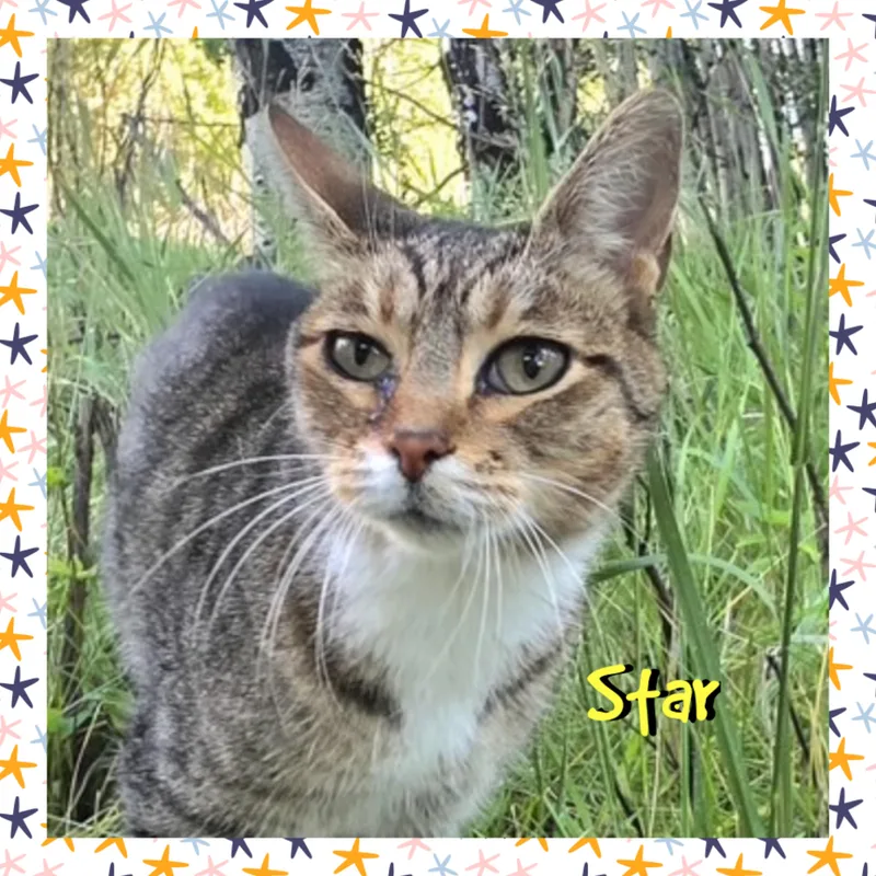 Star thumbnail 4