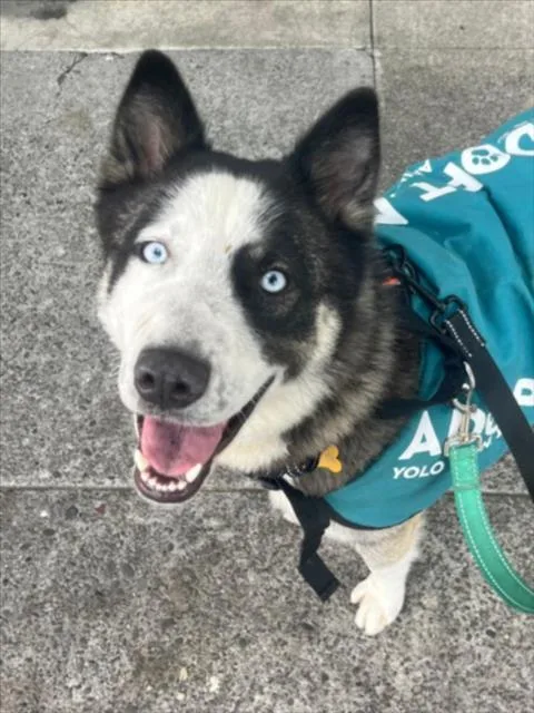 A young medium-sized female Siberian Husky dog named Guava for adoption in Woodland, CA