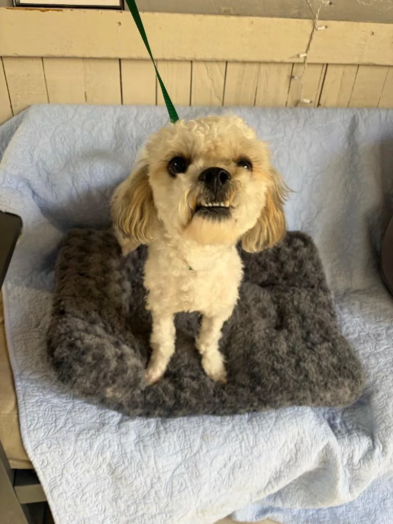 An adult medium-sized male Standard Poodle dog named Gristle for adoption in Fort Worth, TX