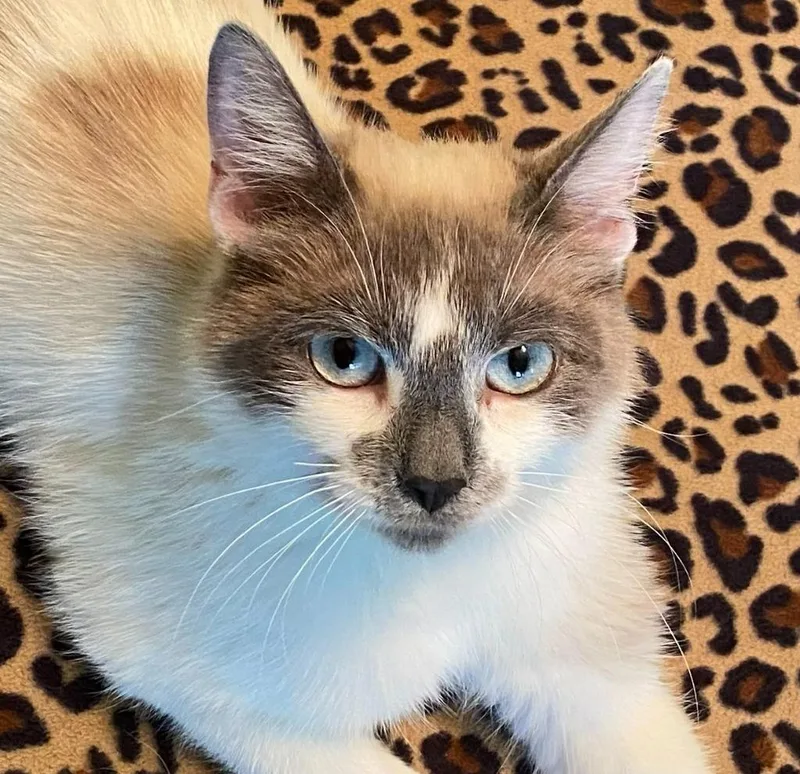 A young medium-sized female Domestic Short Hair cat named Annie B for adoption in Minneapolis, MN