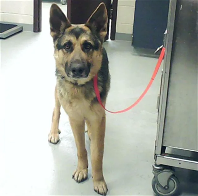 An adult large-sized male German Shepherd Dog dog named Rex for adoption in Fayetteville, NC
