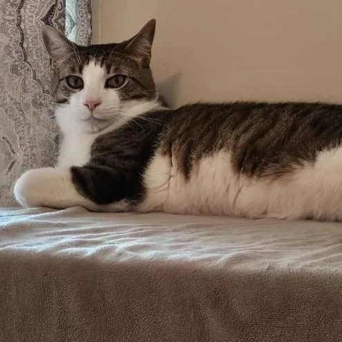An adult small-sized male Gray / Blue / Silver Domestic Short Hair cat named Obie for adoption in Winchester, VA