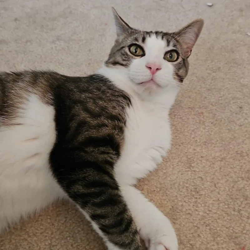 Obie thumbnail 2