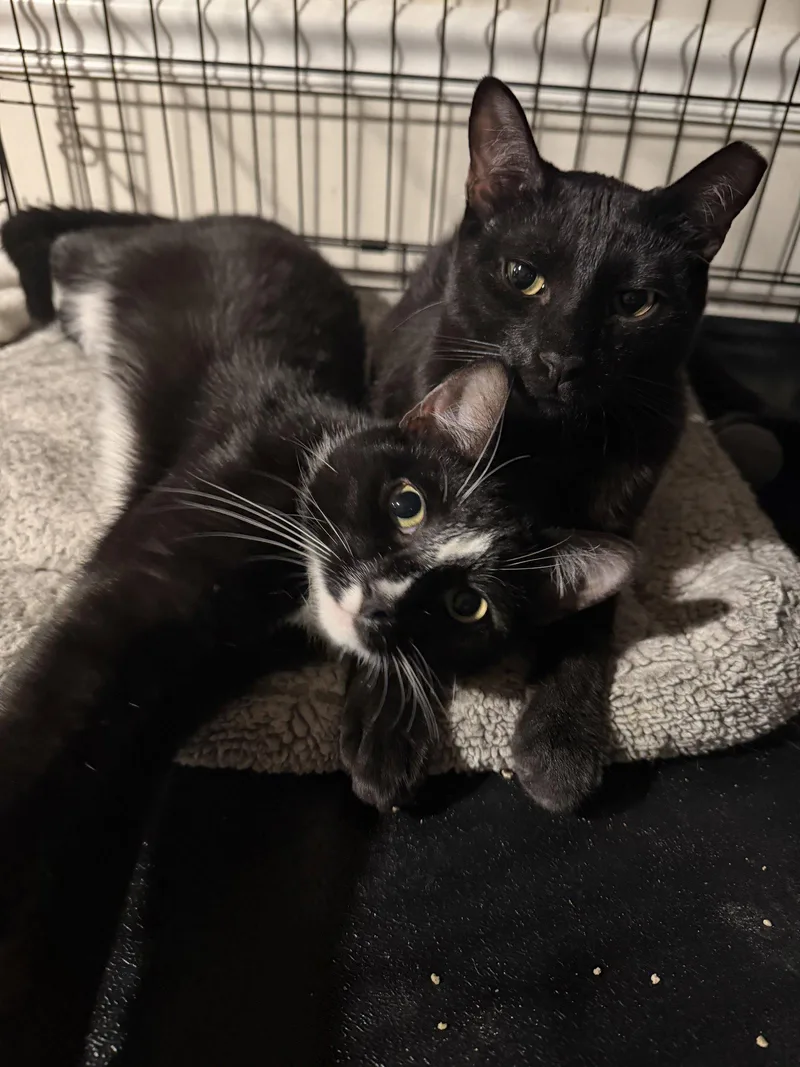 A young medium-sized male Black & White / Tuxedo Domestic Short Hair cat named Midnight & Alex for adoption in Brooklyn, NY