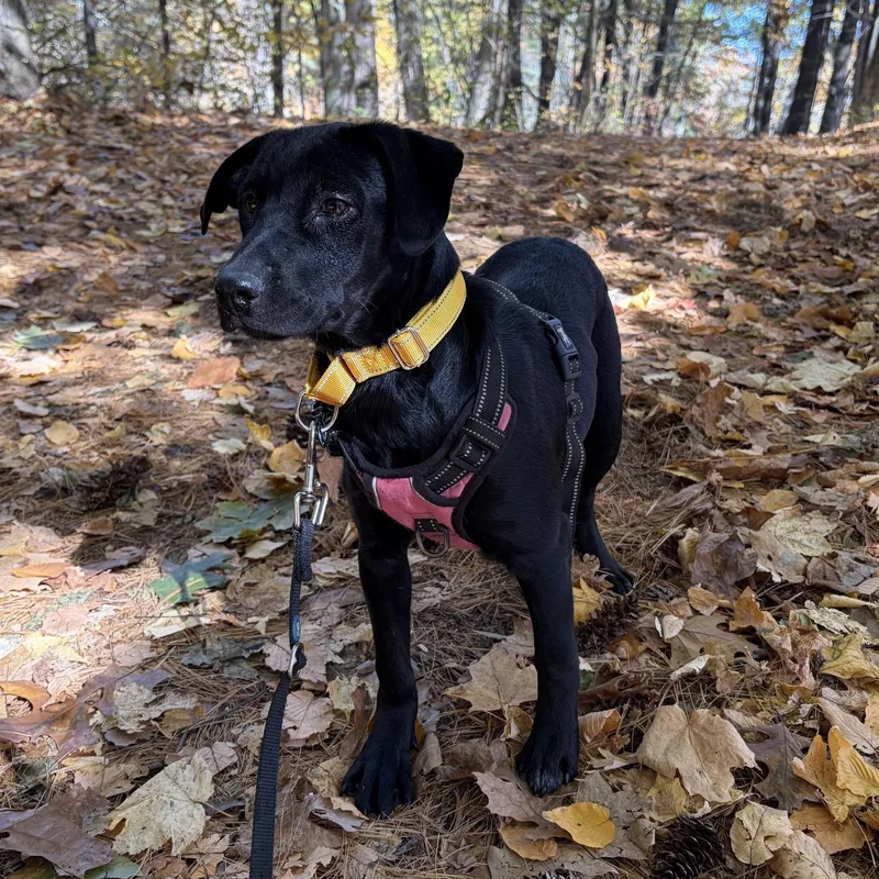 A baby medium-sized female Black Australian Cattle Dog / Blue Heeler named Sunny Success  Local for adoption in Andover, MA