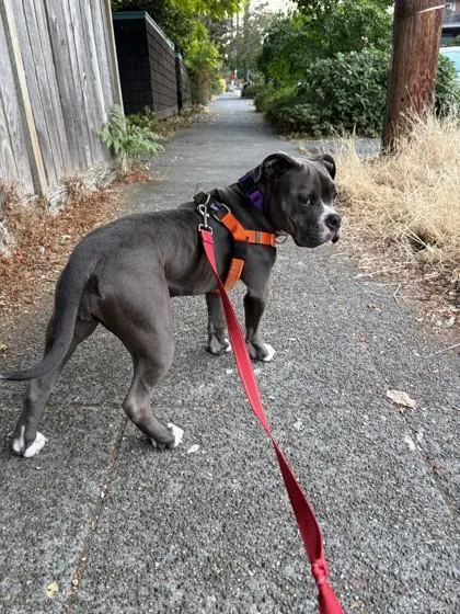 An adult medium-sized female Pit Bull Terrier dog named Daisy for adoption in Seattle, WA