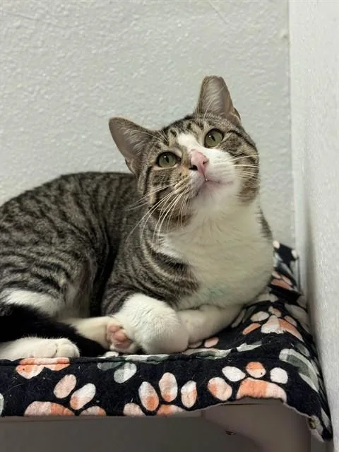 An adult medium-sized male Domestic Short Hair cat named Mr. Planter for adoption in Sugar Land, TX
