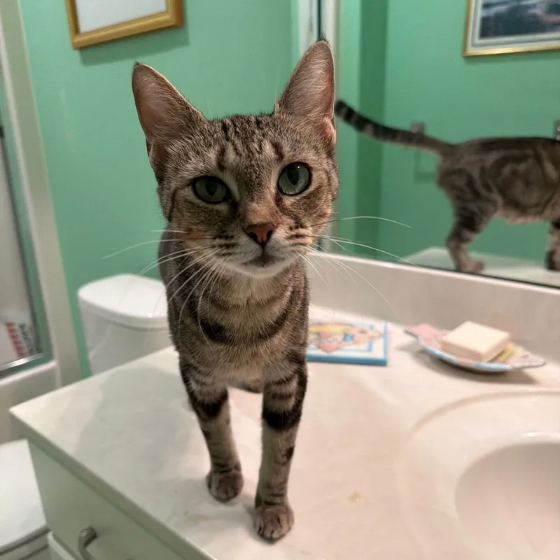 An adult medium-sized female Brown / Chocolate Domestic Short Hair cat named Mrs. Birdie for adoption in Franklin, TN