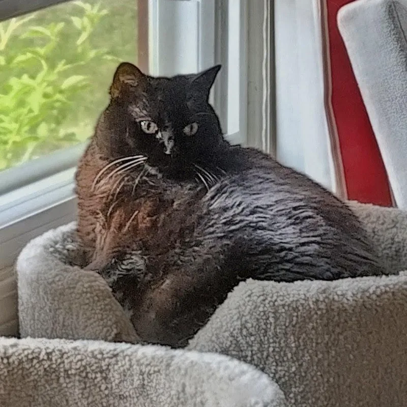 A senior large-sized female Black Domestic Short Hair cat named Sabrina for adoption in Rockford, MI
